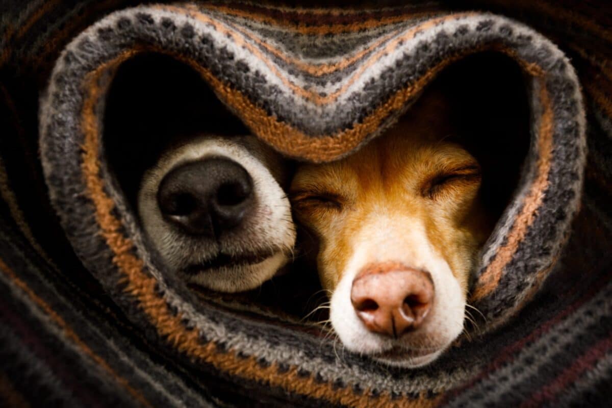 Children-pet-dog